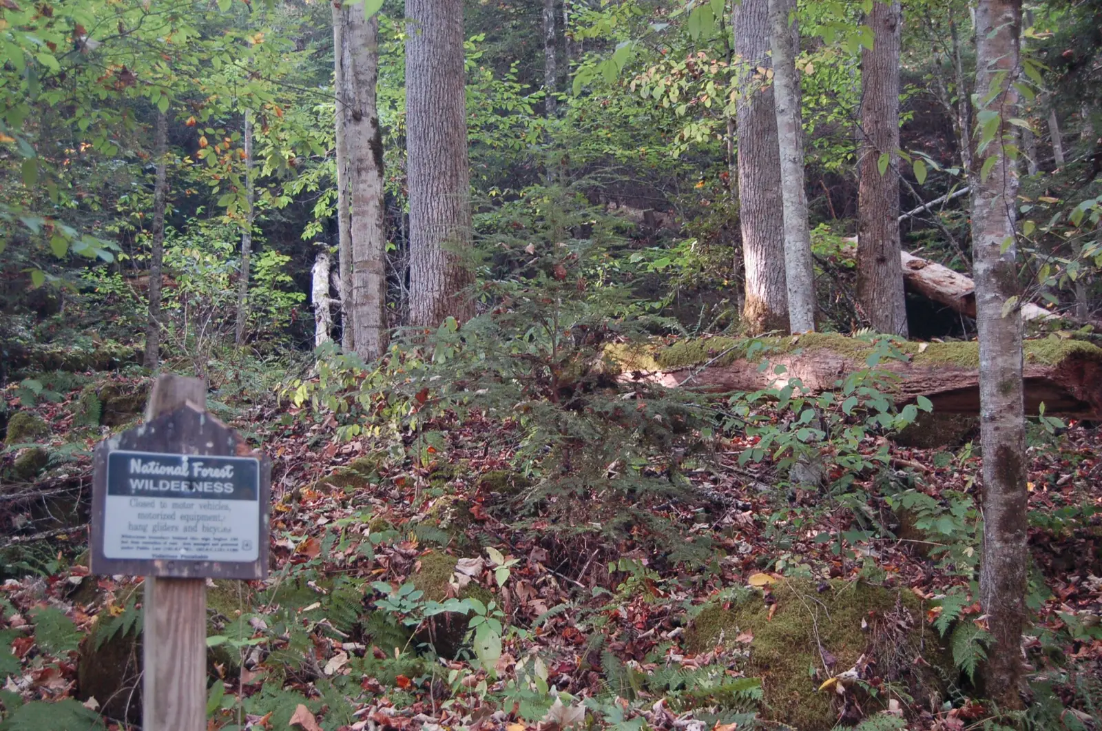 Red River Gorge Scenic Byway - Border of the Clifty Wilderness - NARA - 7721196