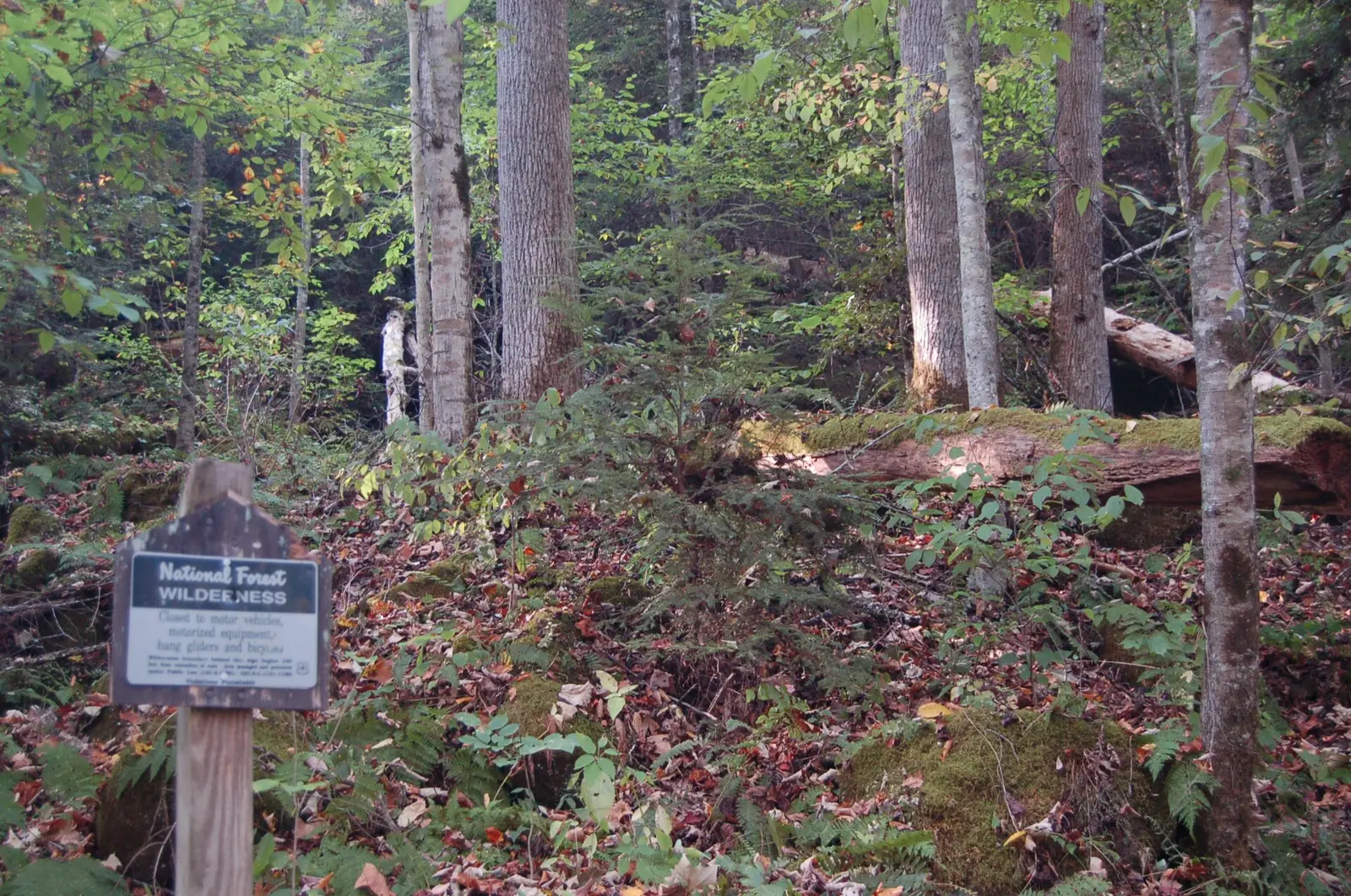 Red River Gorge Scenic Byway - Border of the Clifty Wilderness - NARA - 7721196